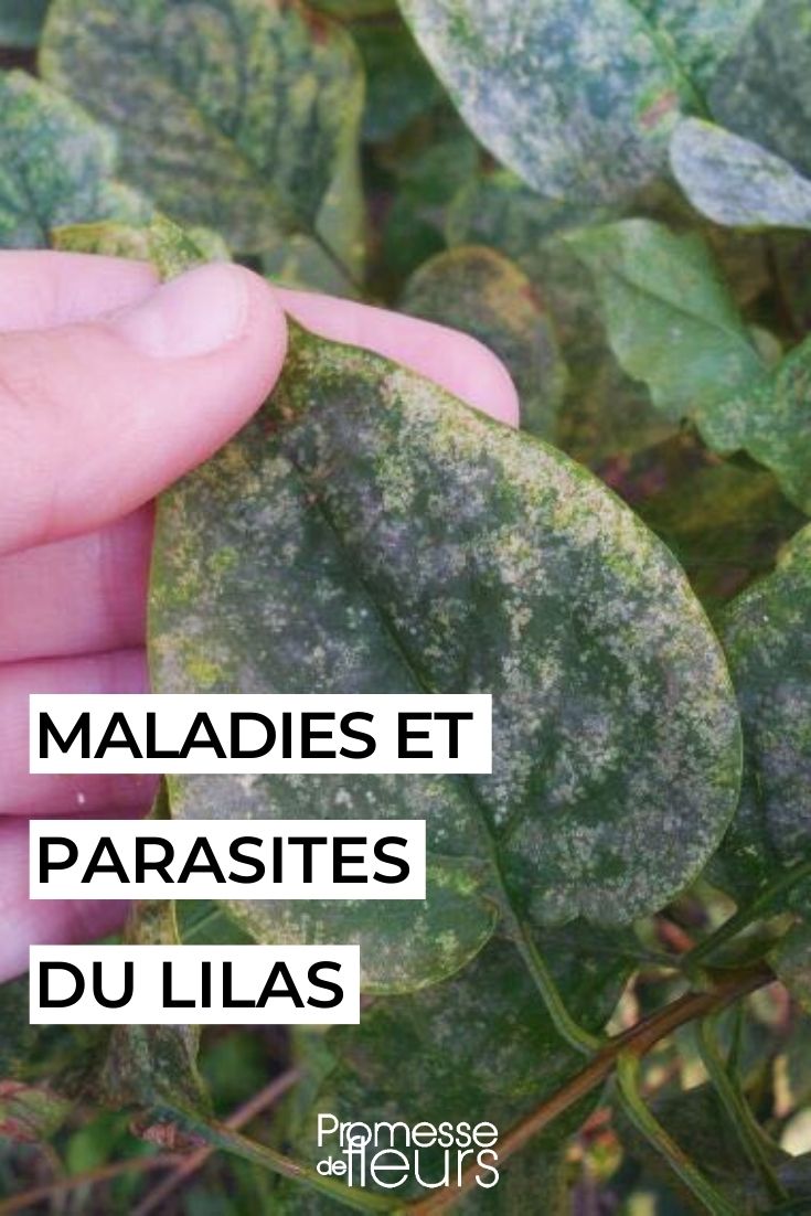 Diseases and Parasites of Lilacs Lilac Leaf Blight