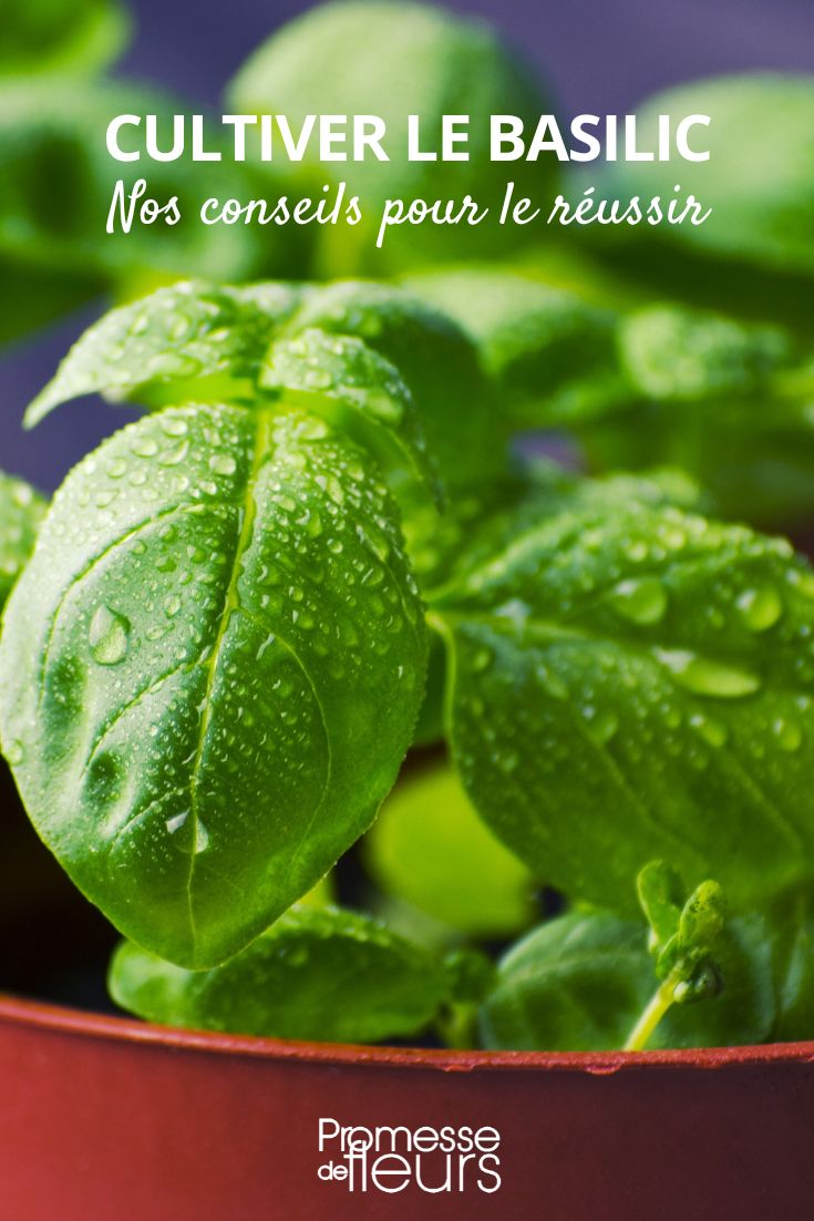 Growing Basil