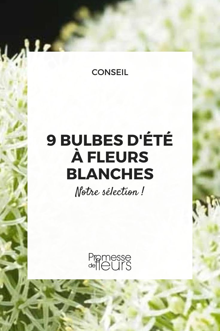 ornamental garlic with white **flowers**