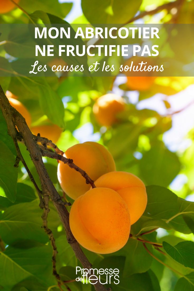 No fruits on my apricot tree.