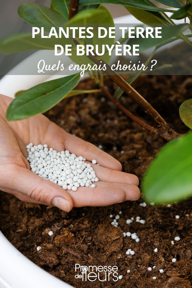 What fertilizers to choose for heather soil plants? Rhododendron Fertilizer - Acid-Loving Plants