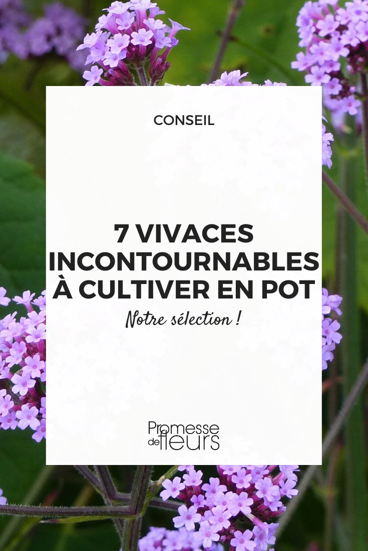 Terraces and Balconies: 7 Perennials Essential for Pot Cultivation Verbena bonariensis ‘Lollipop’ - Dwarf Buenos Aires Verbena