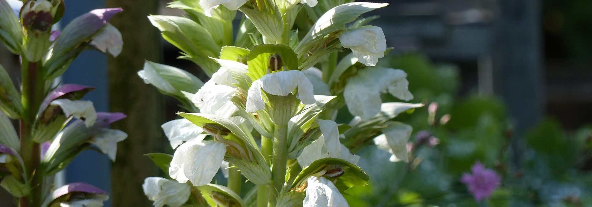 Acanthus: the most beautiful varieties to discover