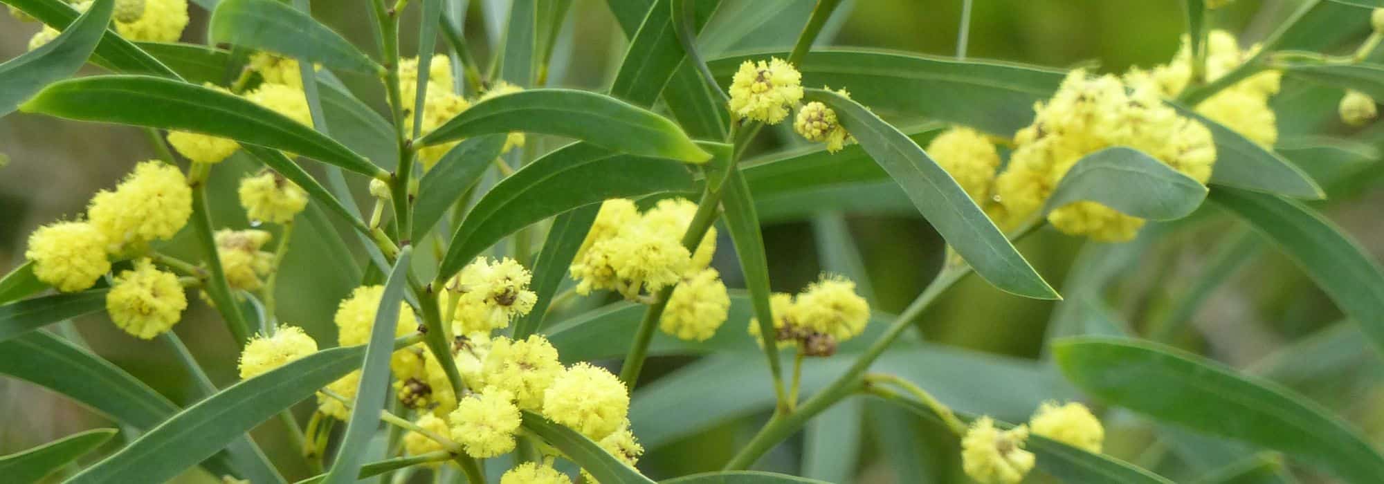 6 yellow-flowering trees you should have in the garden