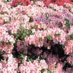 Which fertilisers to choose for ericaceous plants?