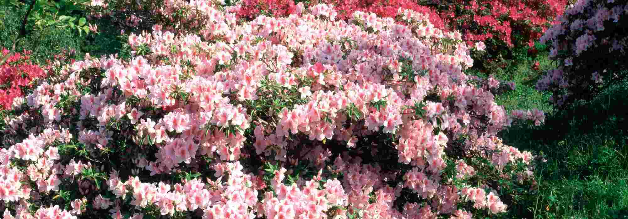 Which fertilisers to choose for ericaceous plants?