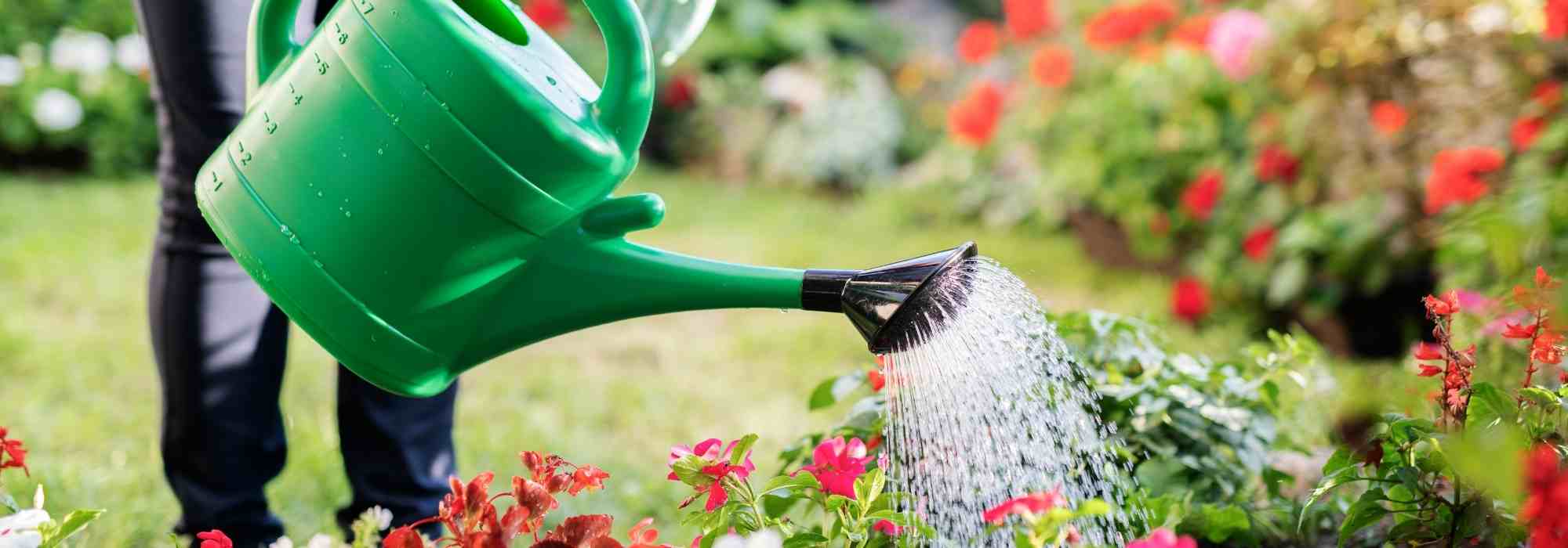 How often should you water your garden in summer?