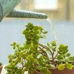 The secrets to successful watering: 7 golden rules for your indoor plants