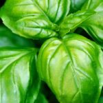 Growing basil: Our best tips