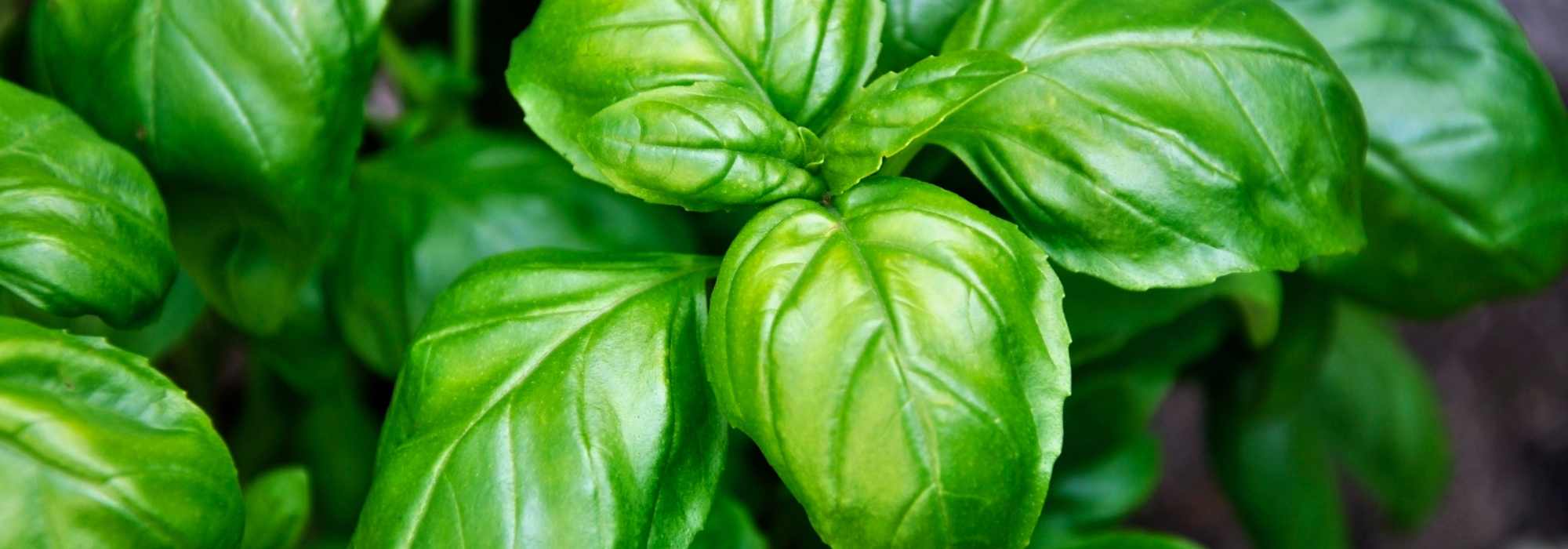 Our best tips for successful basil cultivation