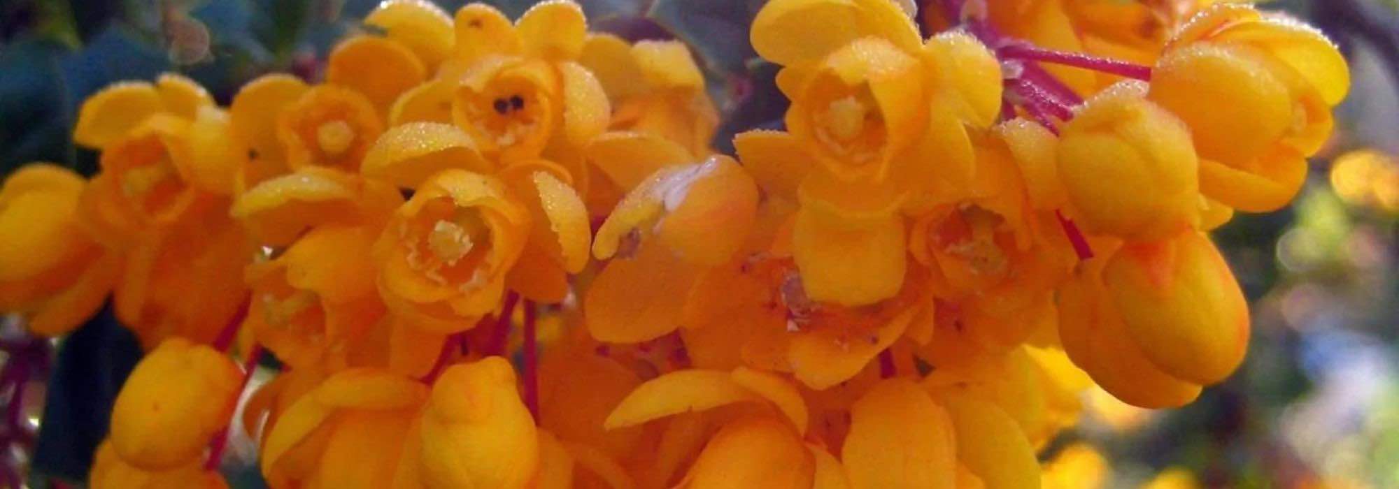 Berberis: 5 easy and colourful varieties to grow in pots