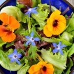 How to use nasturtium in cooking?