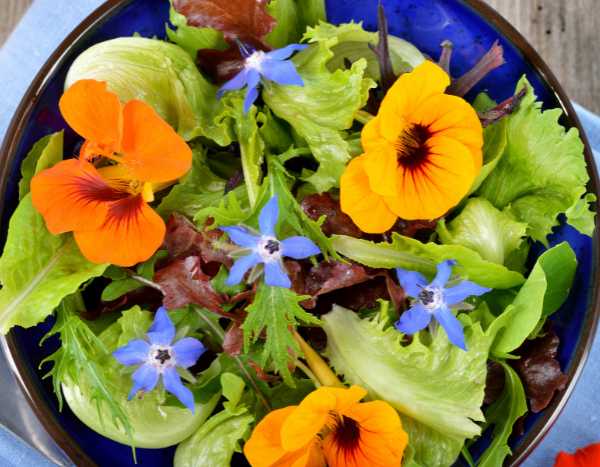 How to use nasturtium in cooking?