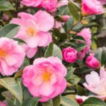 How to plant a camellia?