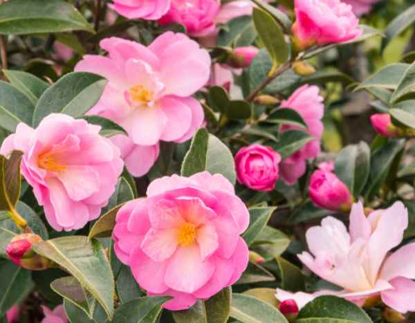 How to plant a camellia?