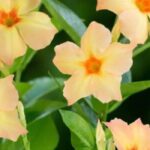 Dipladenia: our tried-and-tested favourites for a garden in bloom all summer long