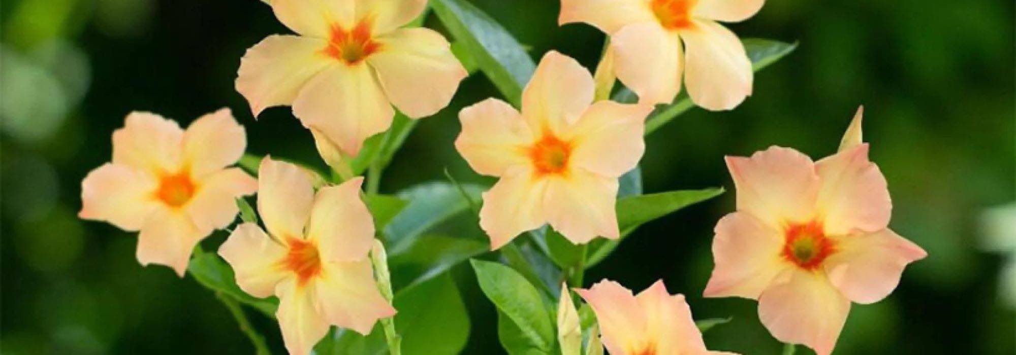 Dipladenia: our tried-and-tested favourites for a garden in bloom all summer long