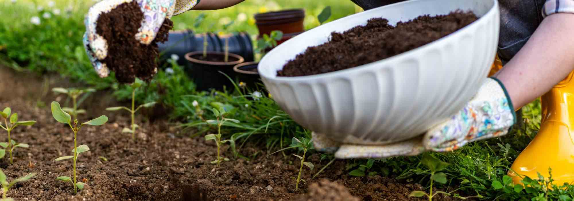 Which fertiliser should I choose for my perennial plants?