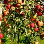 Which fertilisers to choose for fruit trees?