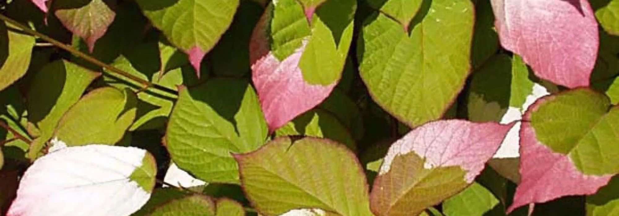 Five climbing plants with stunning foliage