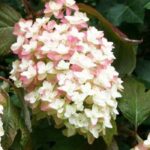 How to choose a Hydrangea?