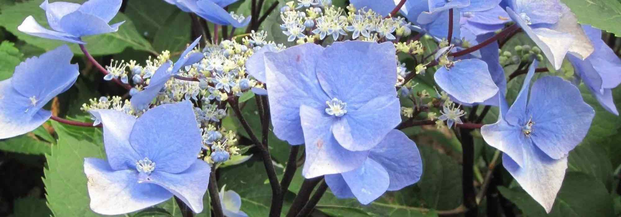 7 beautiful Lacecap Hydrangea varieties