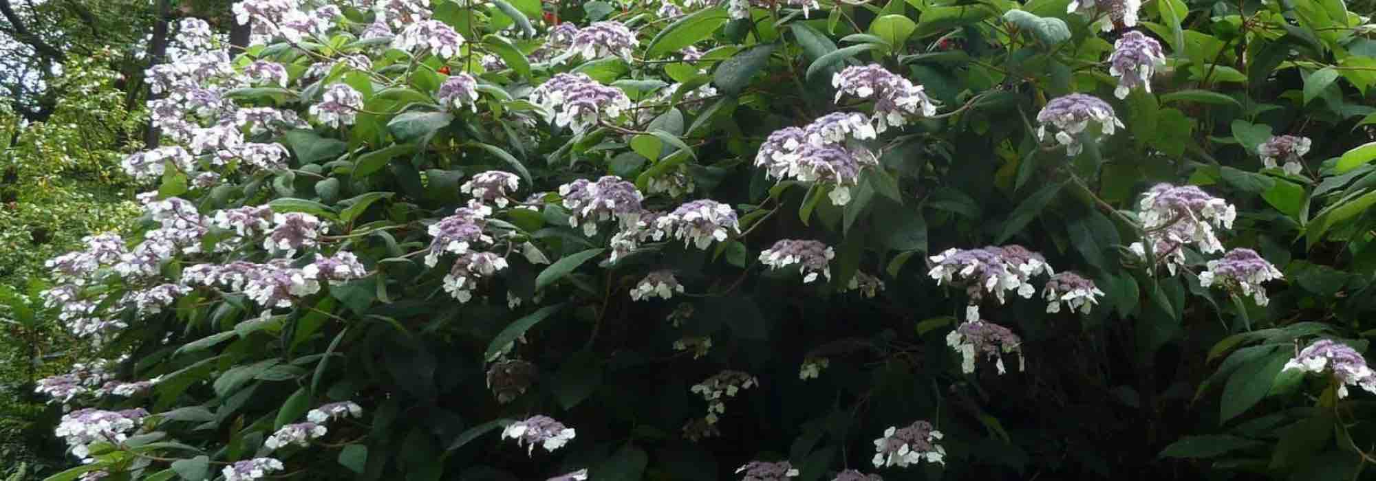 Which hydrangeas thrive in shade?