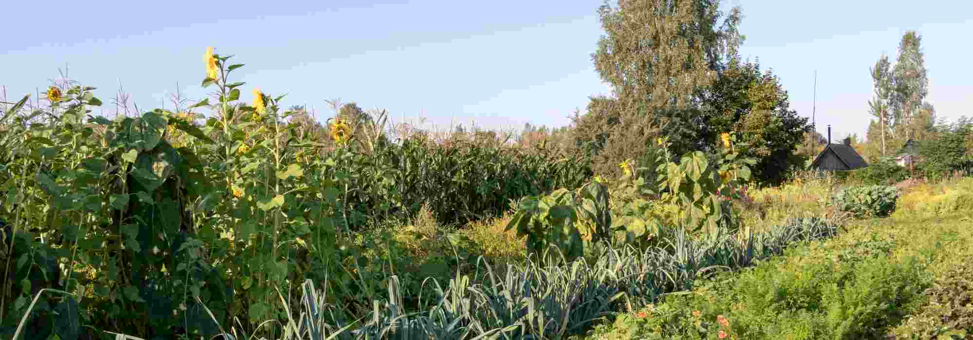 Permaculture: the key steps to prepare the soil for your vegetable garden