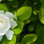 Diseases and pests of Gardenia
