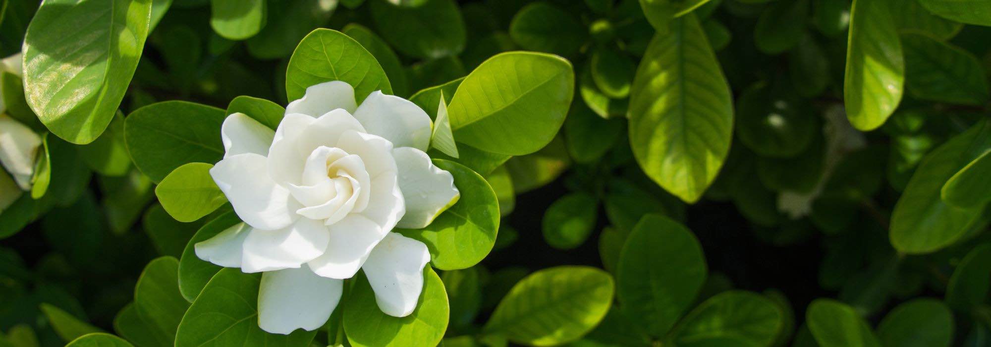 Diseases and pests of Gardenia