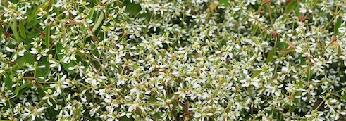 Self-cleaning flowers: a solution for a low-maintenance garden