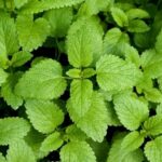How to make lemon balm syrup?