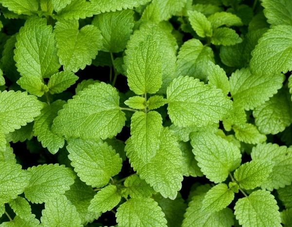 How to make lemon balm syrup?