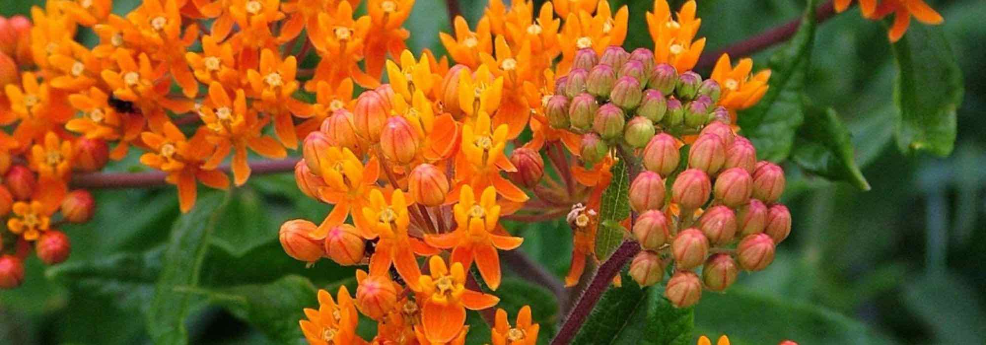 Create a lush and exotic garden with these 7 exotic perennials