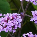 Terraces and balconies: 7 must-have perennials to grow in pots