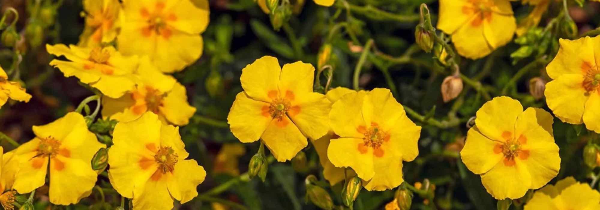 7 essential perennials for a successful rock garden