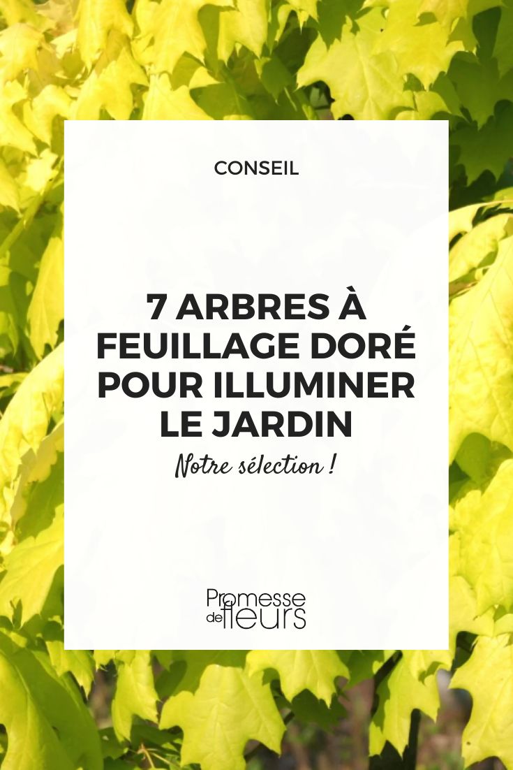 7 trees with golden foliage Golden Red Oak