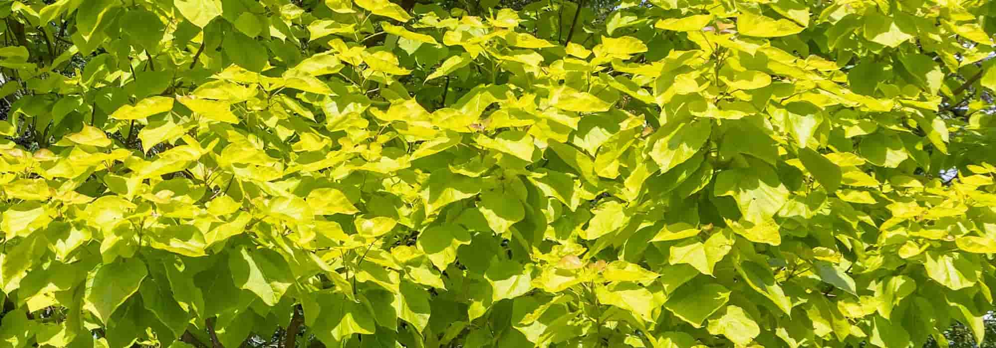 7 golden-leaved trees