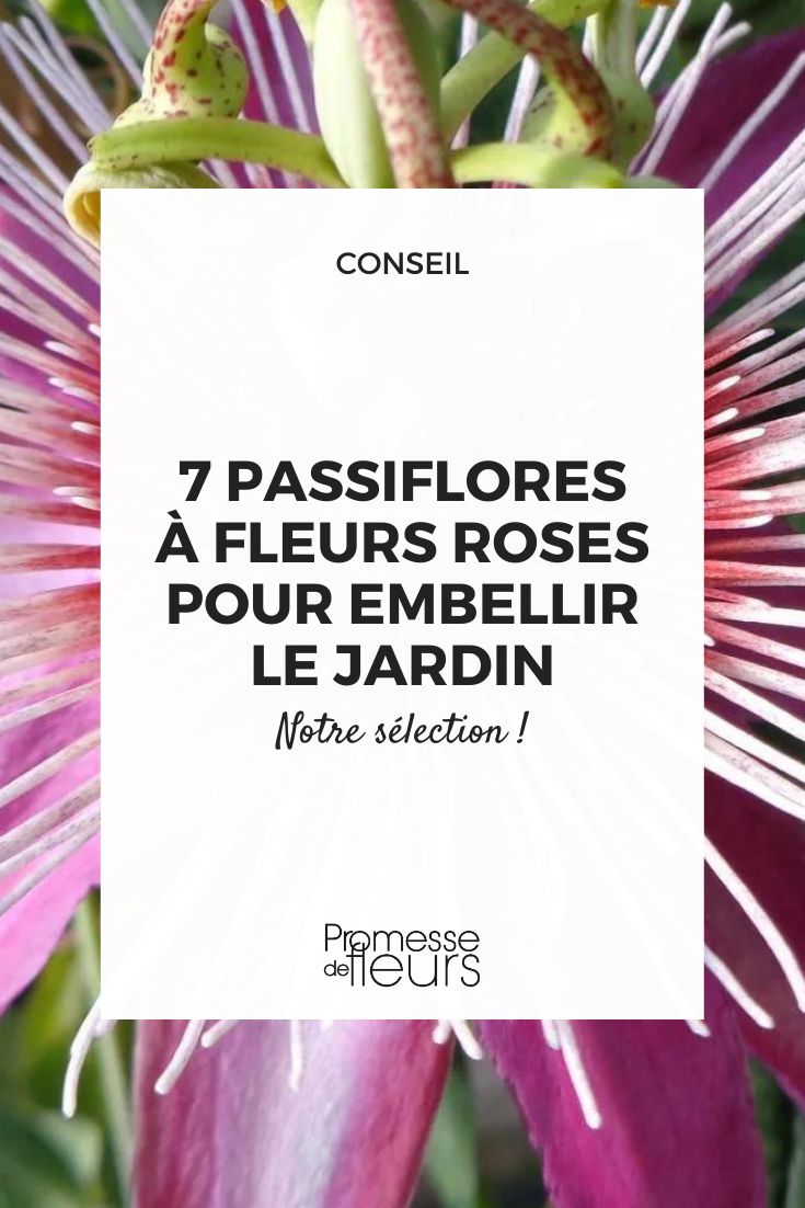 7 pink-flowered passionflowers to enhance your garden 'Anastasia' Passion Flower