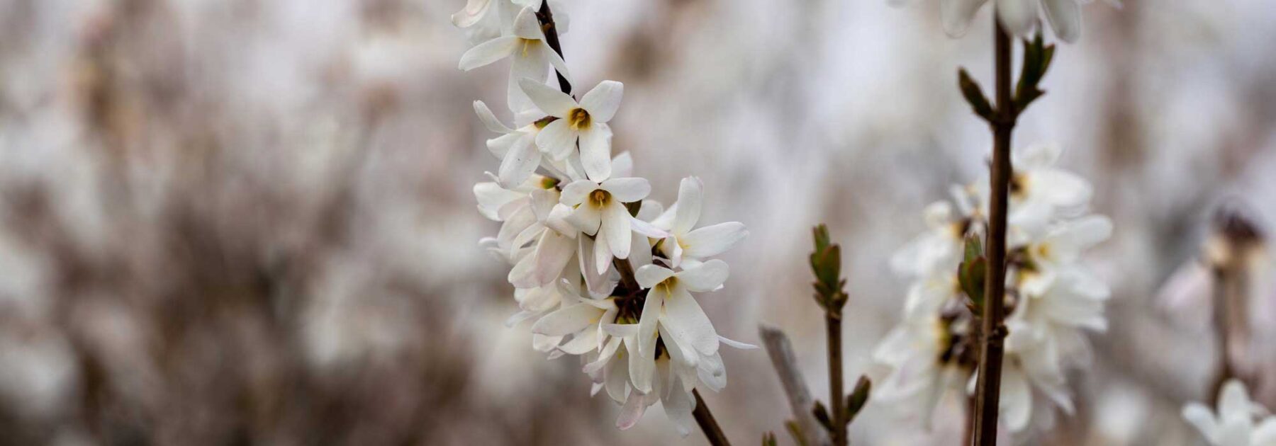 Abeliophyllum: planting, growing and caring