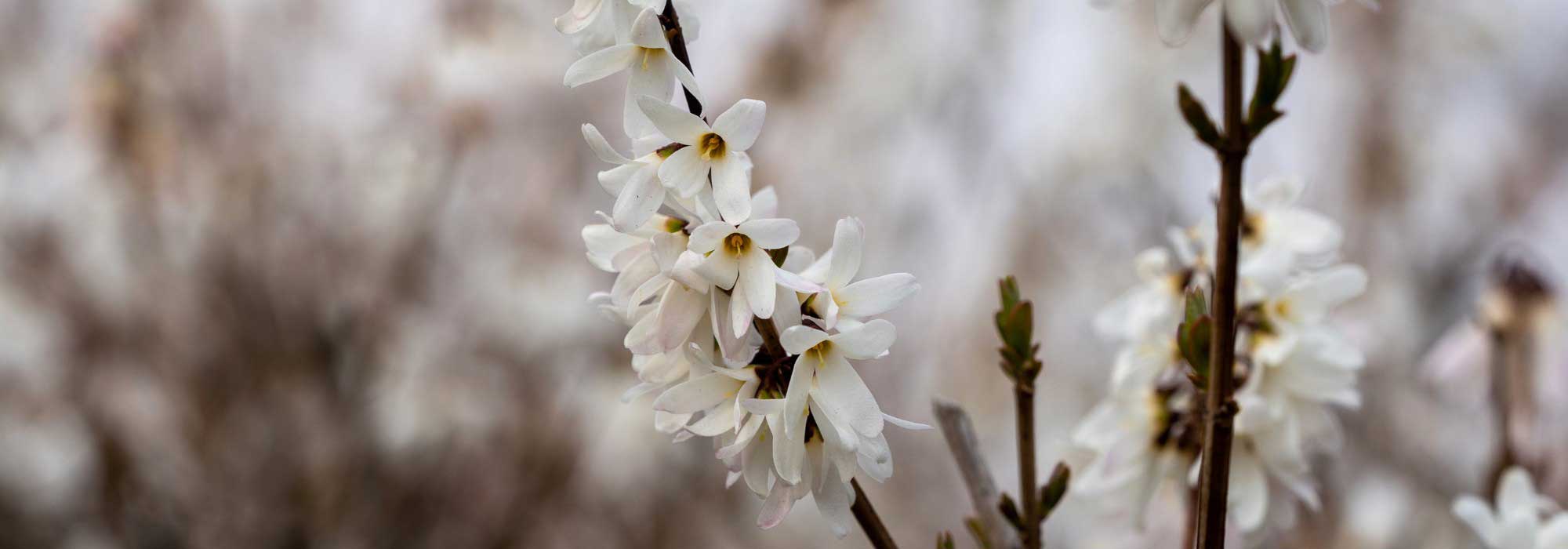 Abeliophyllum: Planting, Growing and Caring