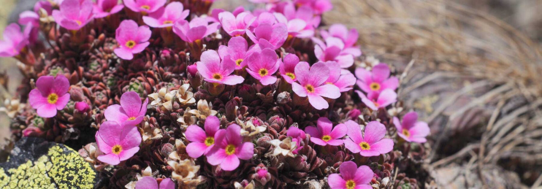 Androsace: cultivation, planting, care