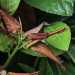 Leaves on my shrub are changing colour and dropping off: why?