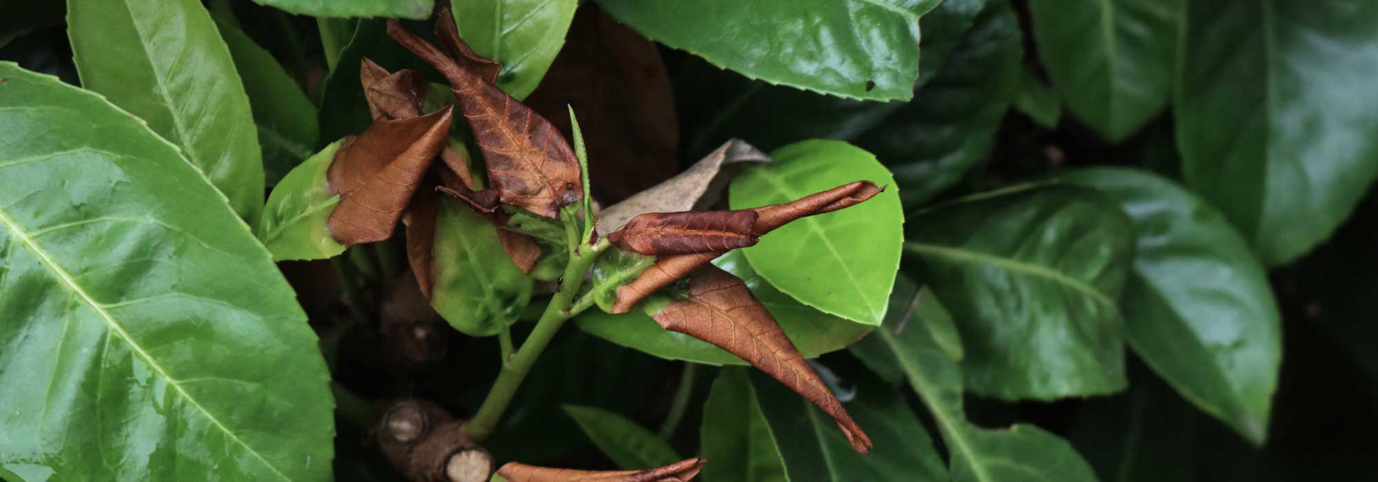 Leaves on my shrub are changing colour and dropping off: why?