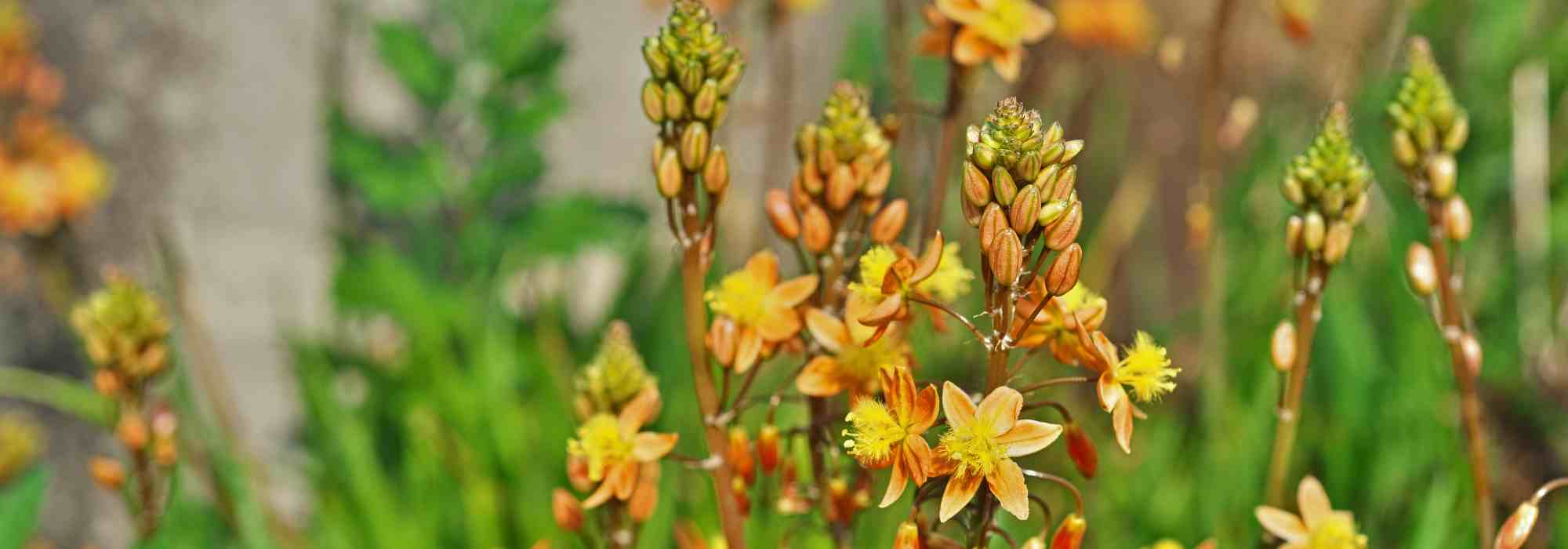 Bulbine: planting, growing and caring