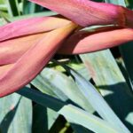 Choosing a Beschorneria