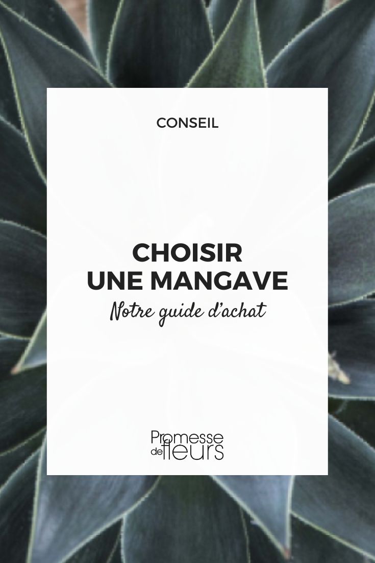 Choose a Mangave mangave lavender lady