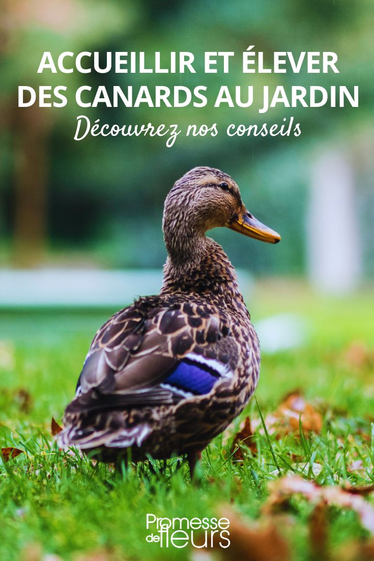 Advice for Raising Ducks in the Garden