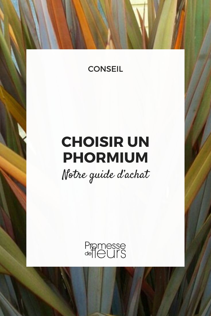 How to Choose the Right Phormium Phormium Growing
