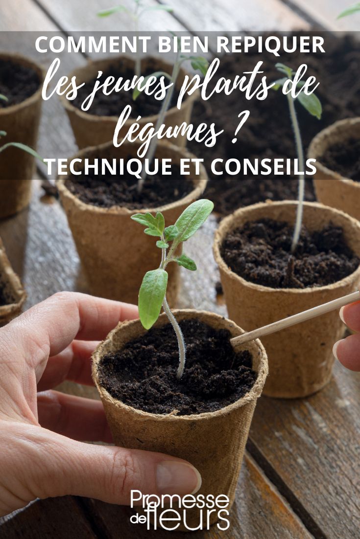 transplant the vegetable plants in the garden